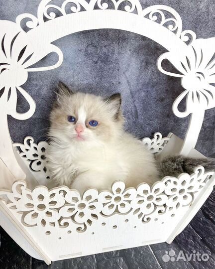 Котята рэгдолл