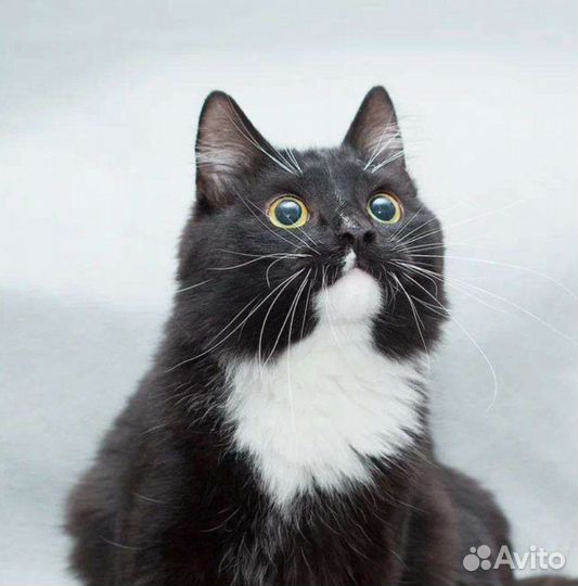 Шикарный кот Марс ждёт семью