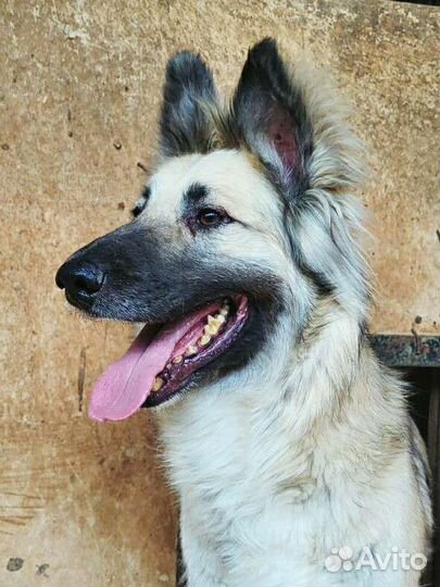 Молодой пёс угасает в приюте