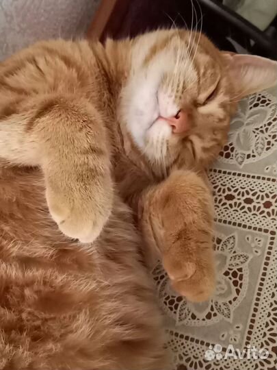 Котик ищет дом