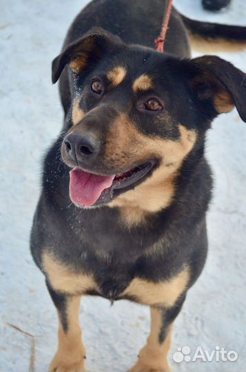 Почти ротвейлер)