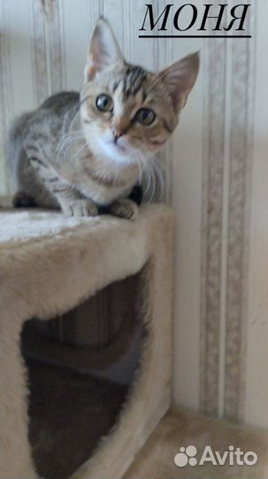 Котики ищут добрые руки
