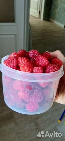 Ремонтантная малина рассада