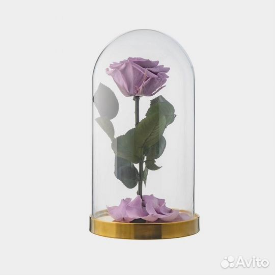 Роза в колбе