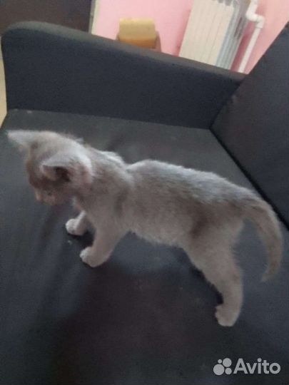 Отдам в хорошие руки