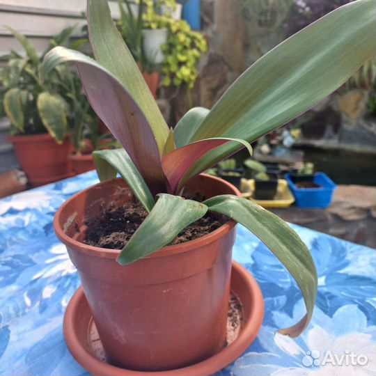 Традесканция рео