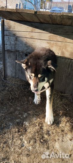 Восточноевропейская овчарка