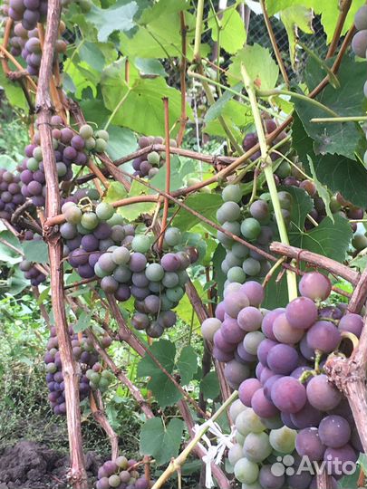 Саженцы ранних сортов винограда