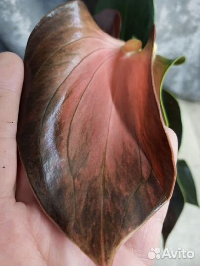 Антуриум Рейнбоу чемпион