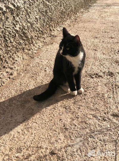 Кошка в дар