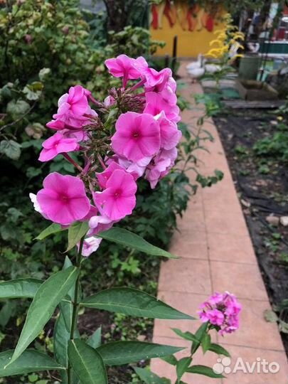 Флоксы, с доставкой