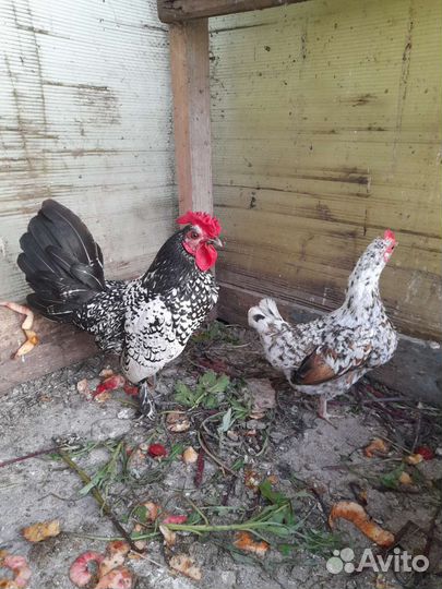 Куры молодки