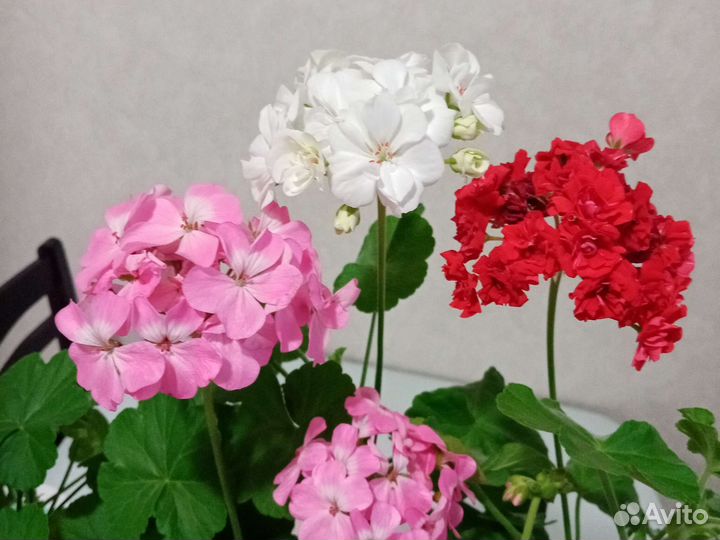 Герани, Бугенвил. Коланхоэ