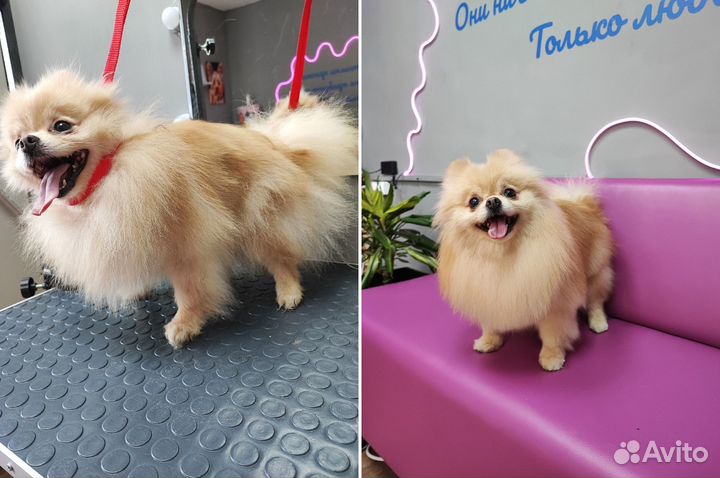 Груминг студия