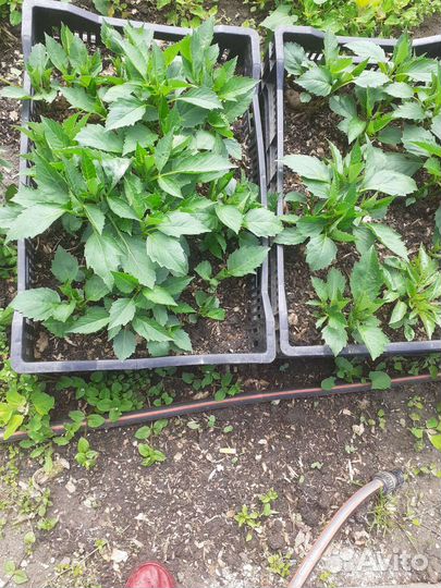 Кусты георгин