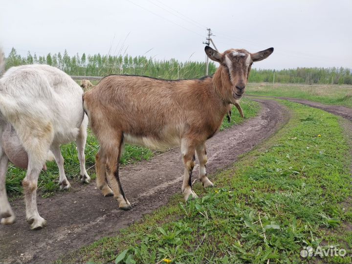 Коза альпийская