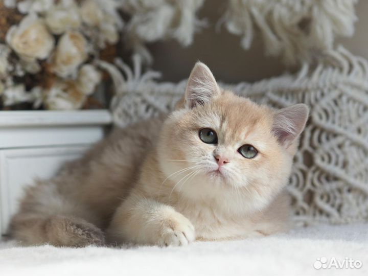 Британская девочка редкого окраса