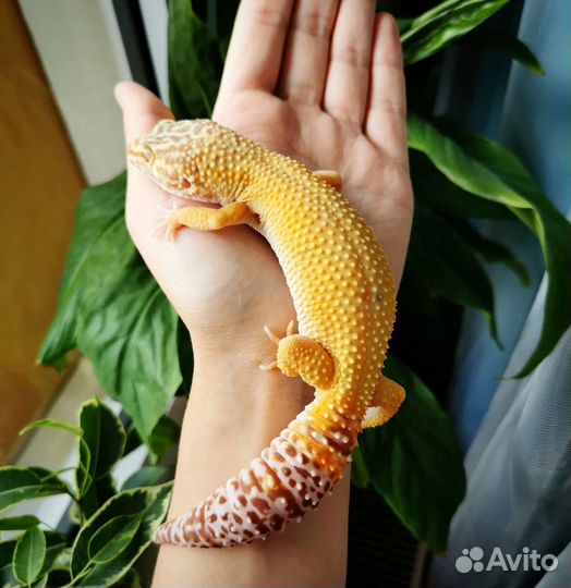 Эублефар самка взрослая