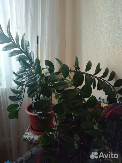 Замиокулькас