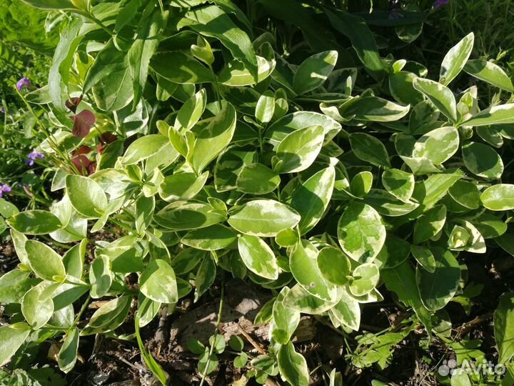 Цветы для альпийской горки