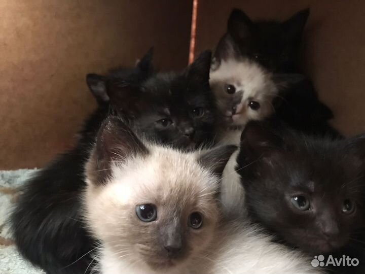 Сиамские котята