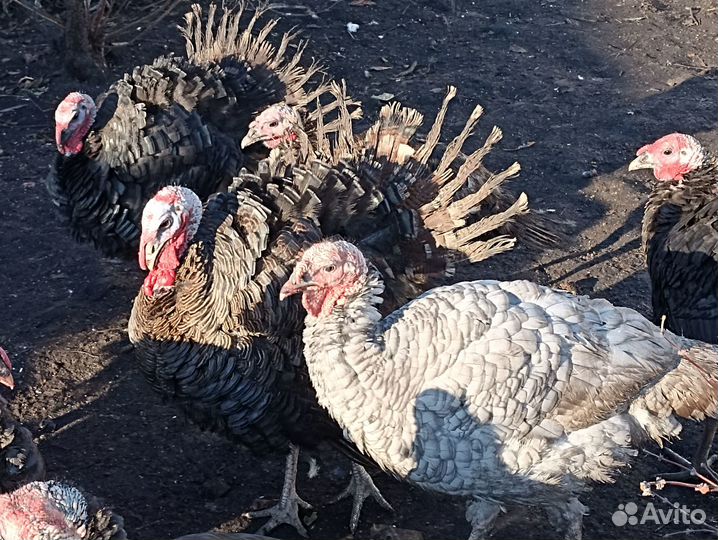 Индюки индюшки индейки
