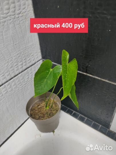 Антуриум детки