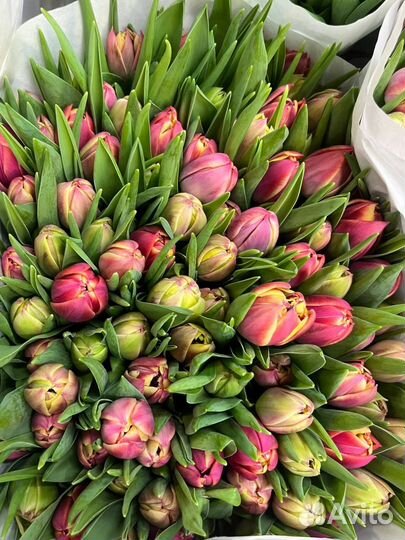Тюльпаны на 8 марта букет