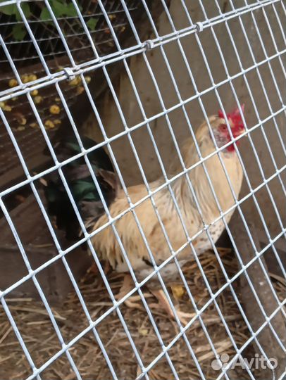 Продам петушков 7 мес