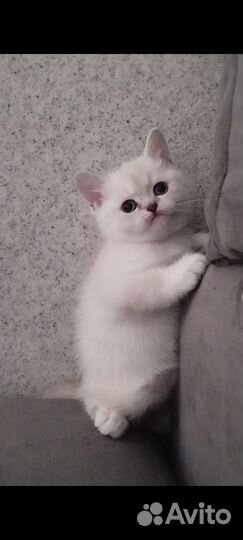 Шотландская кошечка