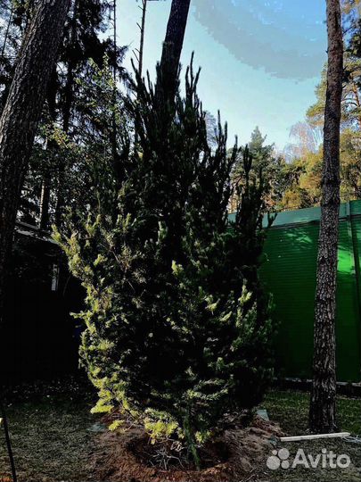 Ель из питомника 3.85 метра