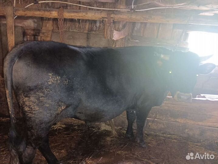 Быки на племя