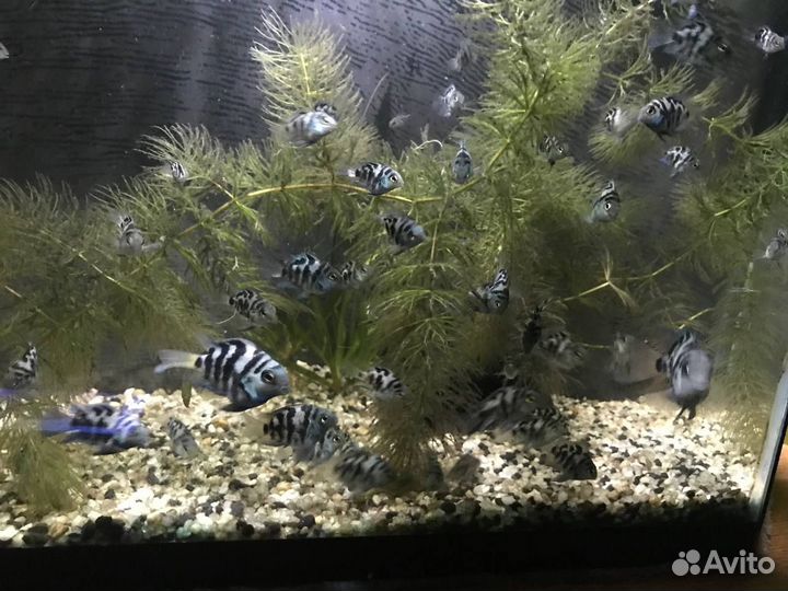 Аквариумные рыбки