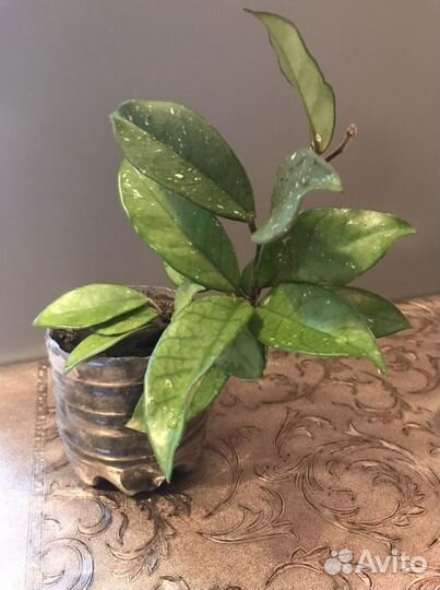 Щучий хвост. Хойя. Сансиверия