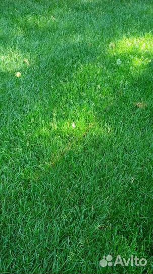 Рулонный газон /продажа/укладка