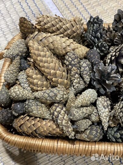 Шишки для декора