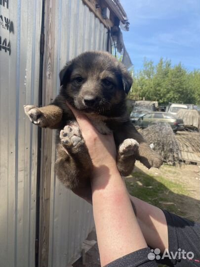 Щенки в добрые руки