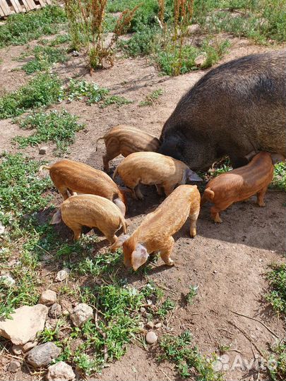 Хряк и свиноматка венгерская мангалица