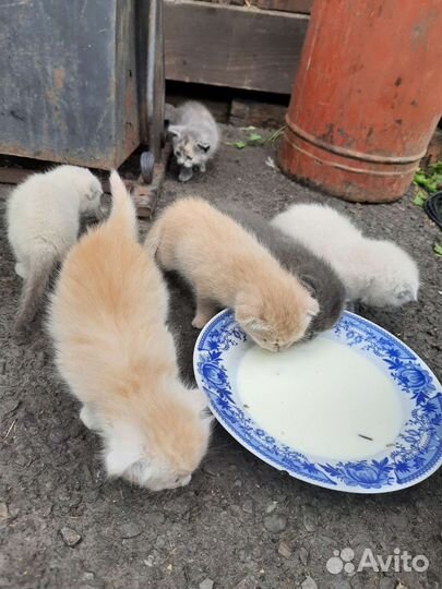 Кошки в добрые руки бесплатно