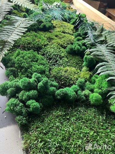 Стабилизированный мох