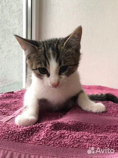 Котята в добрые руки мальчики