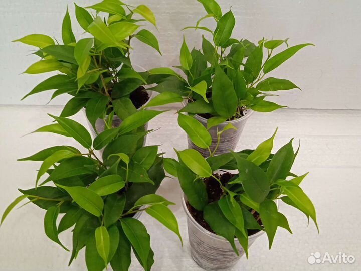 Фикус Наташа