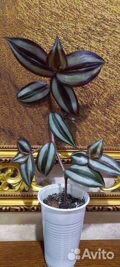 Традесканция зебрина