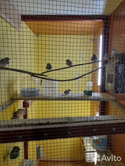 Зебровые амадины