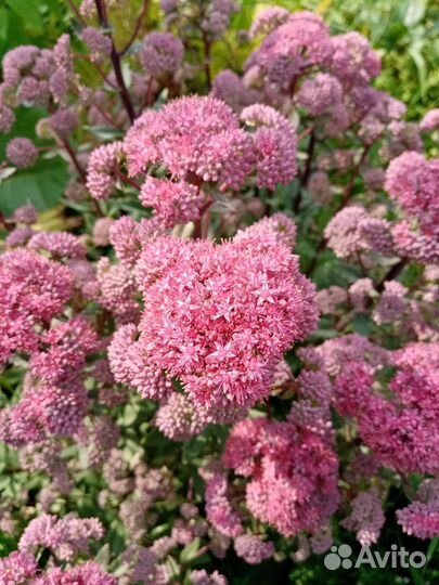 Радиола розовая