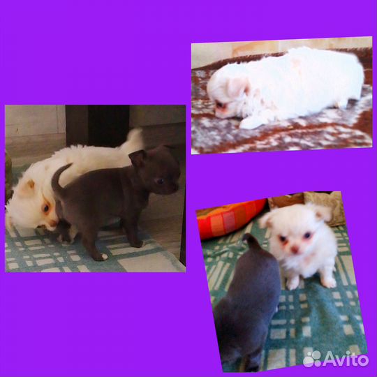 Щенки чихуахуа