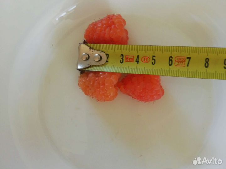 Малина жёлтая - гигант