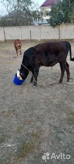 Тёлочка и бычек