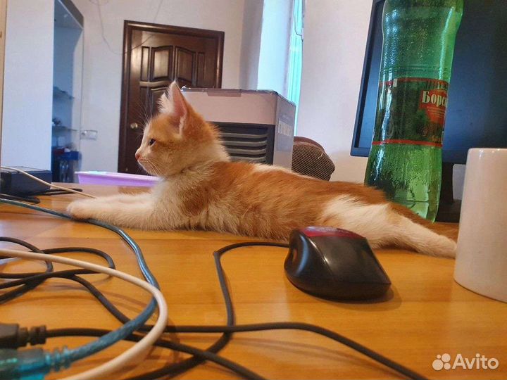 Кошки в добрые руки бесплатно