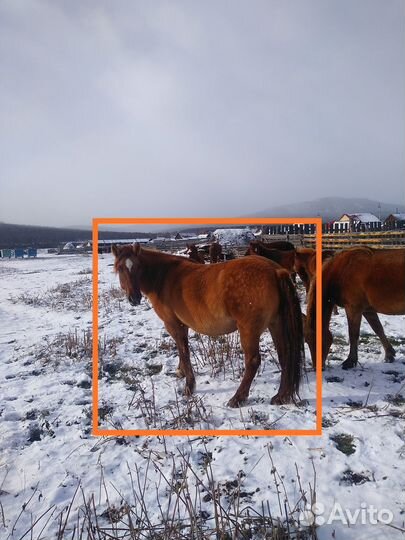 Жеребец и кобыла башкирской породы